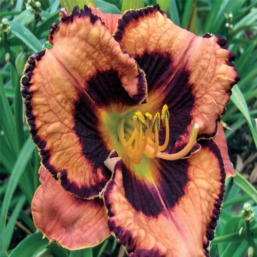 Awesome Blossom Reblooming Daylily BrecksBulbs.ca