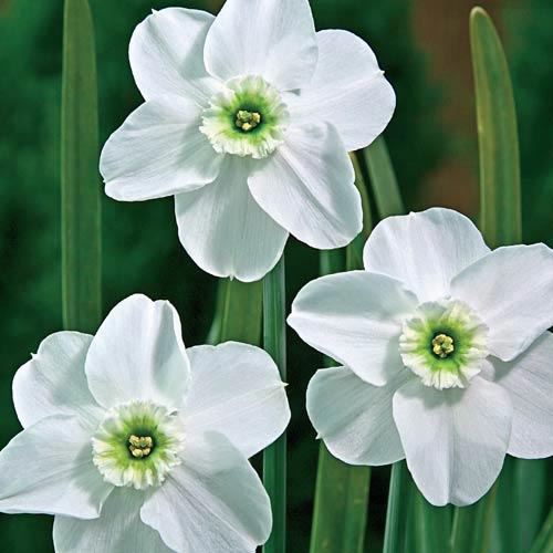 Green Eyes Daffodil BrecksBulbs.ca