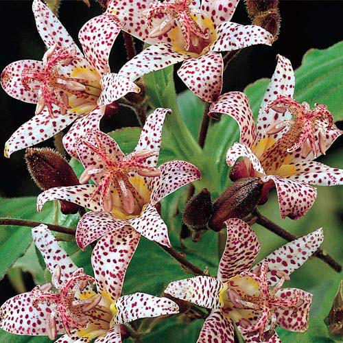 Toad Lily BrecksBulbs.ca