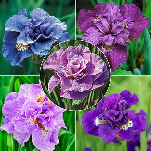 Double Siberian Iris Collection Premium Dutch Flower Bulbs