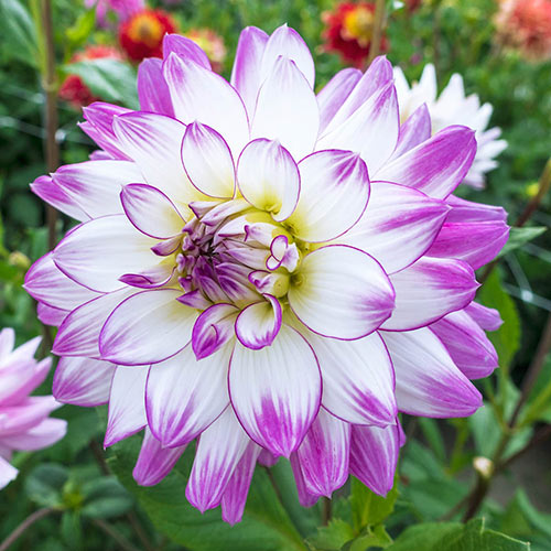Victoria Ann Dahlia Premium Dutch Flower Bulbs