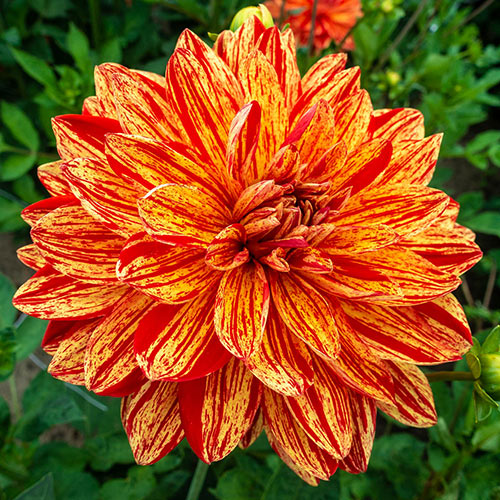 Dynamic Decorative Dahlia Collection Premium Dutch Flower Bulbs