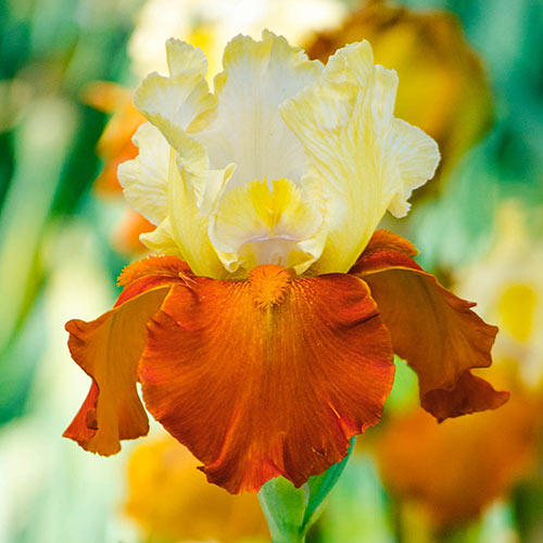 Fall Fiesta Bearded Iris Premium Dutch Flower Bulbs
