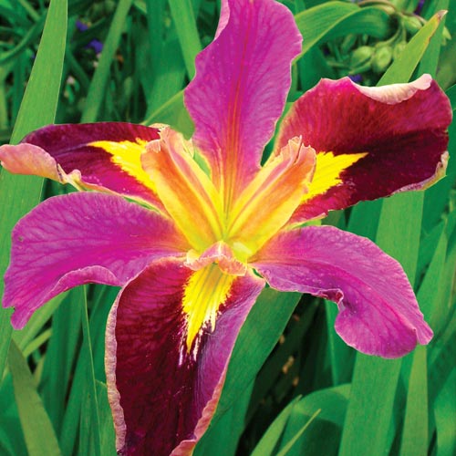 Spicy Cajun Louisiana Iris BrecksBulbs.ca