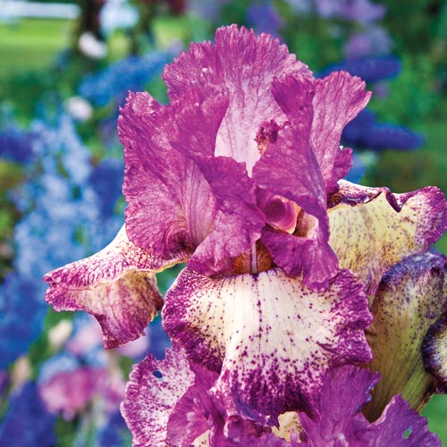 Rock Star Bearded Iris BrecksBulbs.ca