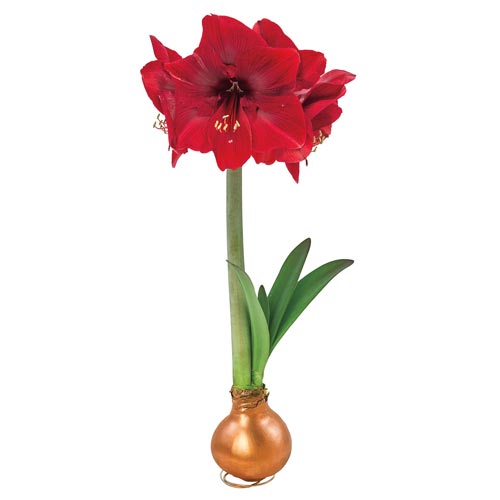 Waxed Amaryllis BrecksBulbs.ca