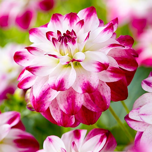Saint Martin Dahlia Premium Dutch Flower Bulbs