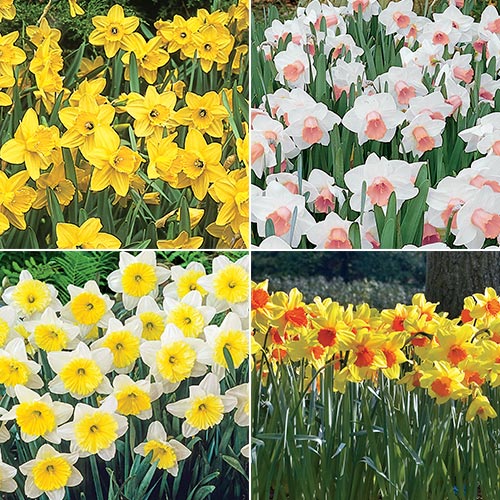 Amazing Naturalizing Daffodil Collection BrecksBulbs.ca