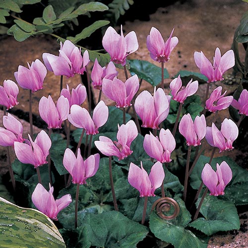 Hardy Cyclamen Premium Dutch Flower Bulbs
