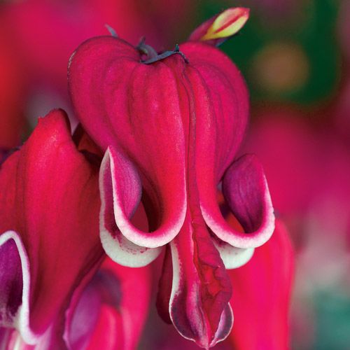 Burning Hearts Dicentra Premium Dutch Flower Bulbs
