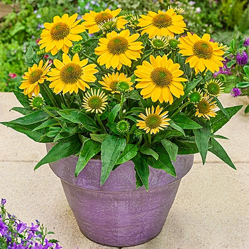 Tweety Dwarf Coneflower Premium Dutch Flower Bulbs