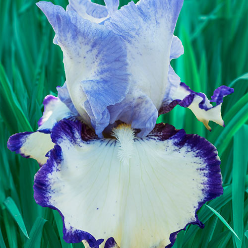 Rings True Tall Bearded Iris Premium Dutch Flower Bulbs