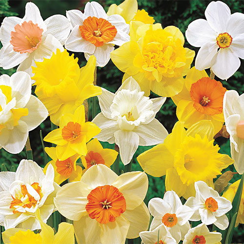 Mixed Daffodil Super Sak® Premium Dutch Flower Bulbs
