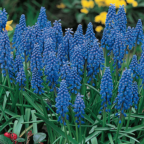 Blue Grape Hyacinth Super Sak® Premium Dutch Flower Bulbs