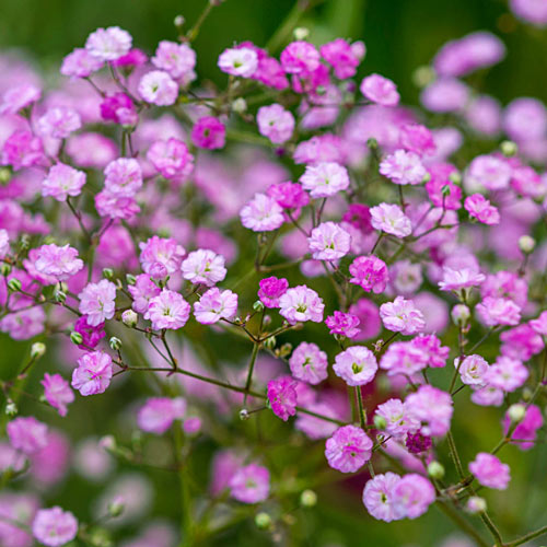 Flamingo Baby's Breath Premium Dutch Flower Bulbs