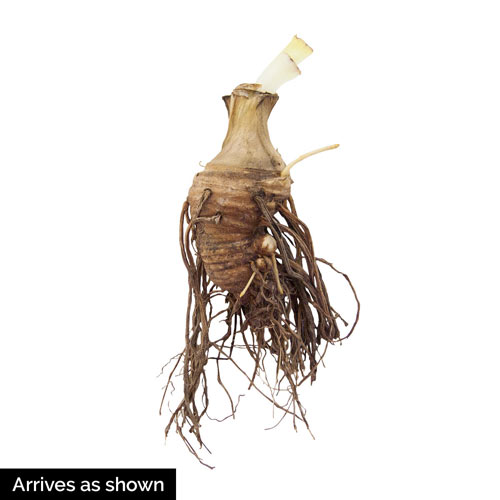 Tiramisu Dinner Plate™ Japanese Iris Premium Dutch Flower Bulbs