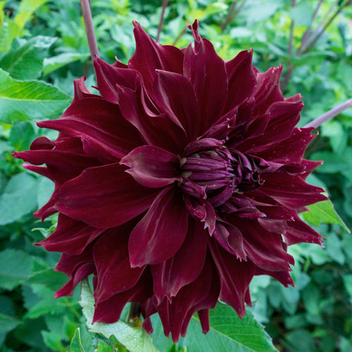 Dynamic Decorative Dahlia Collection Premium Dutch Flower Bulbs