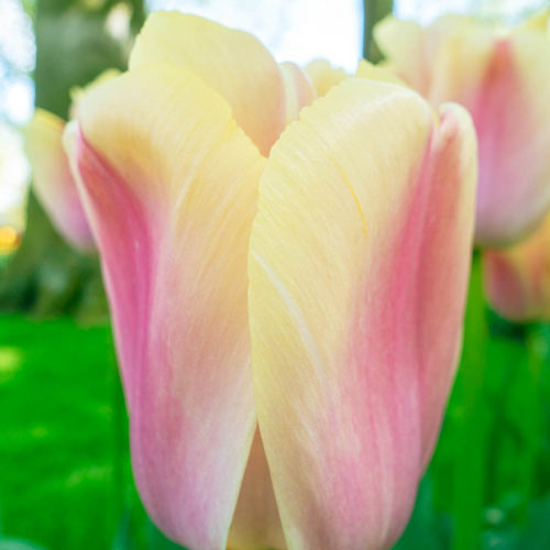 Pride Perennial Tulip Collection Premium Dutch Flower Bulbs
