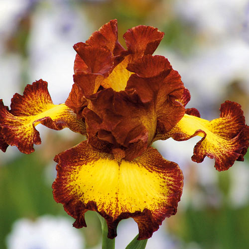 Bee My Honey Bearded Iris Buy Online Breck's Bulbs Canada