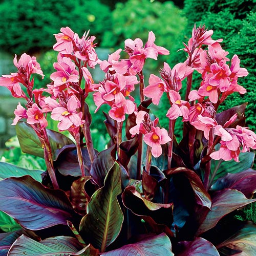 Dwarf Canna Pink + Roses BrecksBulbs.ca