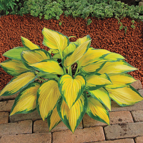 Orange Marmalade Hosta Shop Shade Perennials Breck's