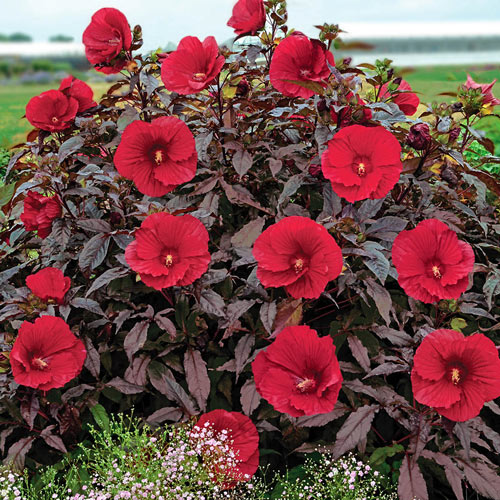 Buy Midnight Marvel Hibiscus Online Breck's Bulbs Canada