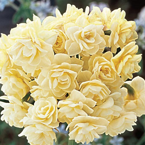 Spring Cheer Daffodil | BrecksBulbs.ca