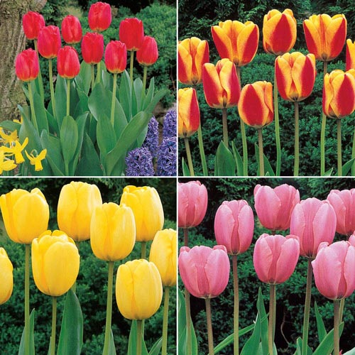 Jumbo Perennial Tulip Collection BrecksBulbs.ca