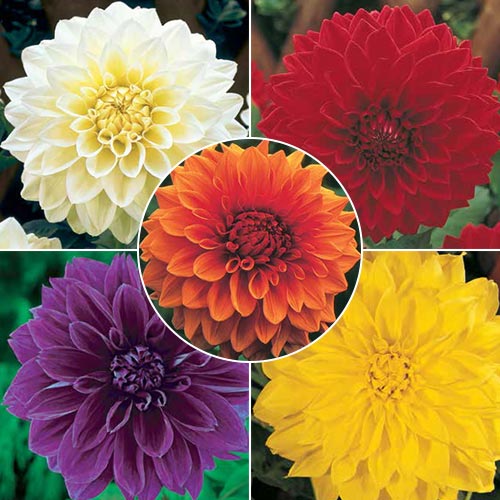 Giant Dutch Dinner Plate Dahlia Collection BrecksBulbs.ca