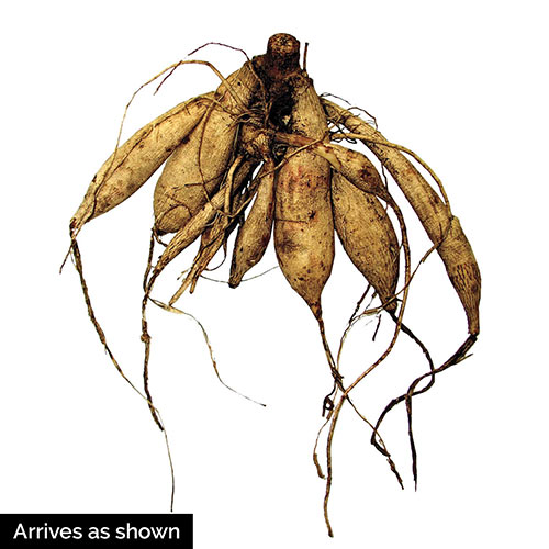 Giant Dutch Dinner Plate Dahlia Collection BrecksBulbs.ca