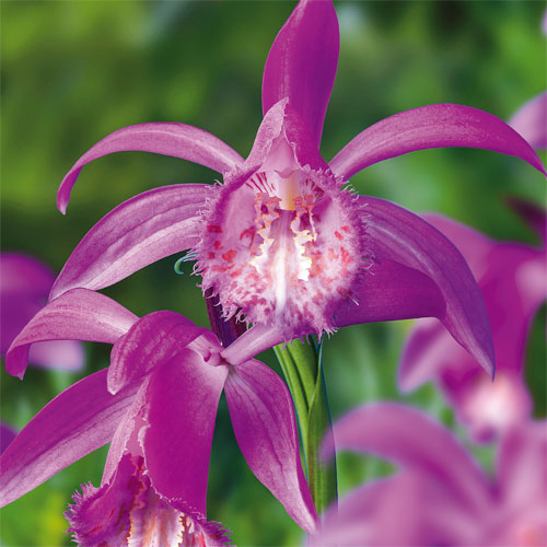 Purple Ground Orchid BrecksBulbs.ca
