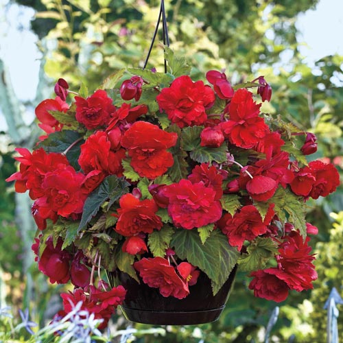 Wow Hanging Begonia BrecksBulbs.ca
