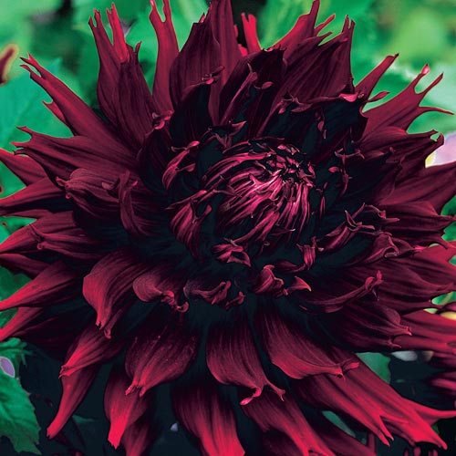 Kenora Macob Dahlia | BrecksBulbs.ca