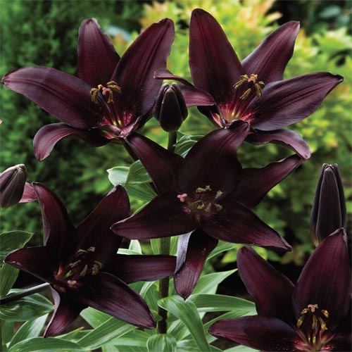 Landini Lily BrecksBulbs.ca