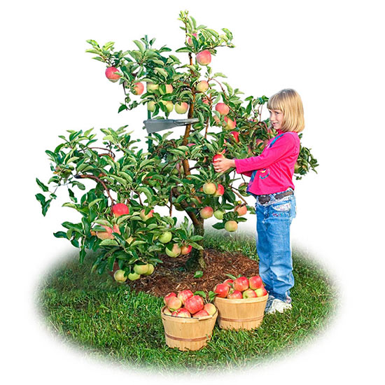 Reachables® Fuji Apple Tree Breck's Gifts