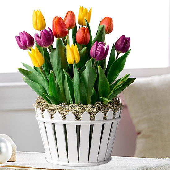 Friendly Neighbor Tulip Garden Buy Online Breck's Gifts