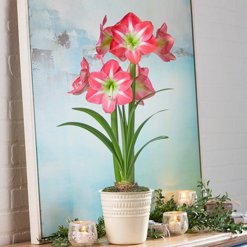 Exposure Amaryllis Bulbs EasyCare Flowers Breck's Gifts