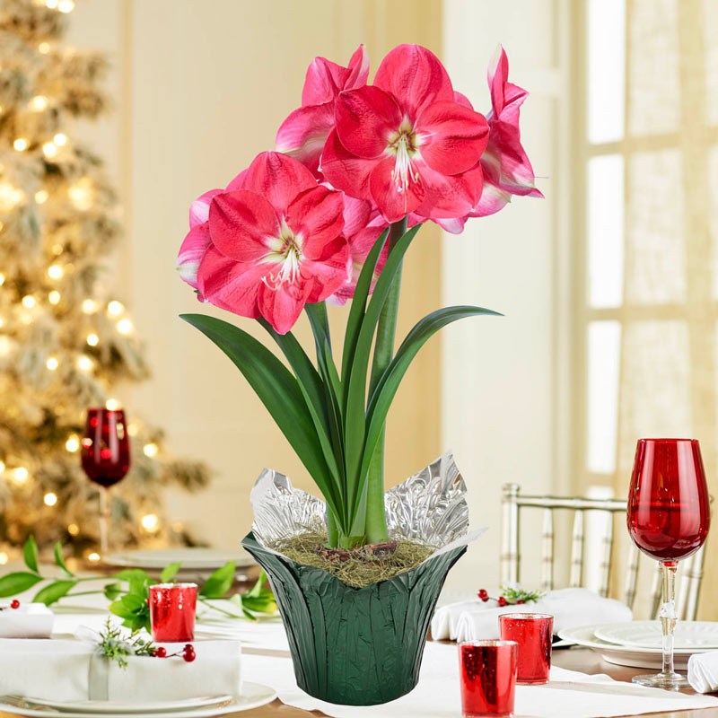 Candy Queen Amaryllis Bulbs Flowers Breck's Gifts