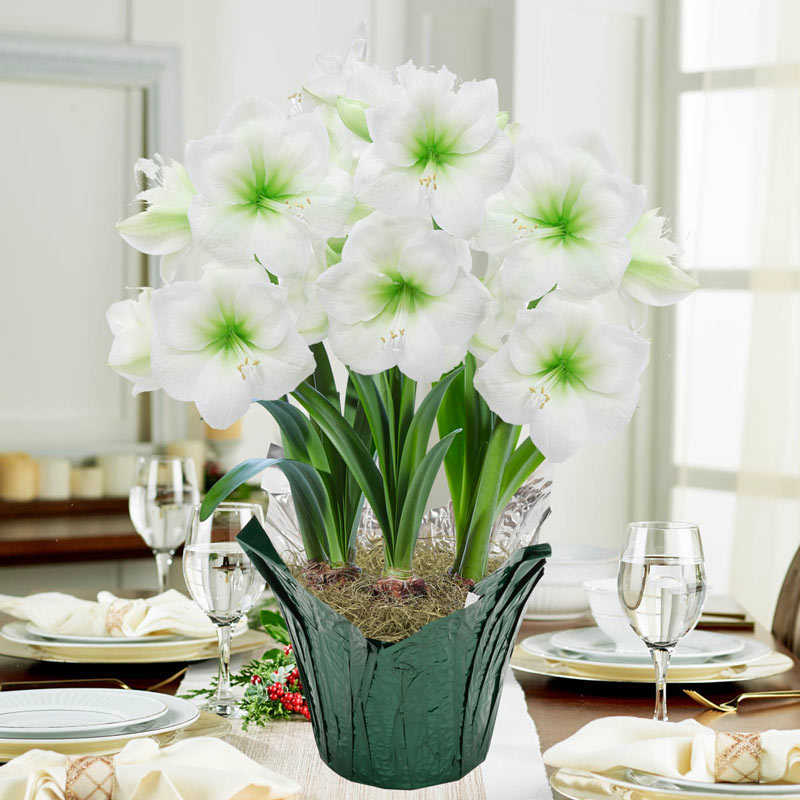 Christmas Gift Amaryllis Bulbs Flowers Breck's Gifts