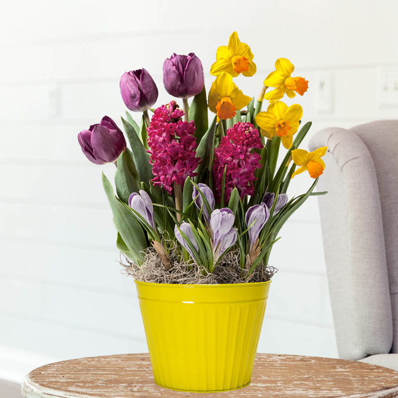 Cheerful Mixed Bulb Garden Easter & Spring Gifts