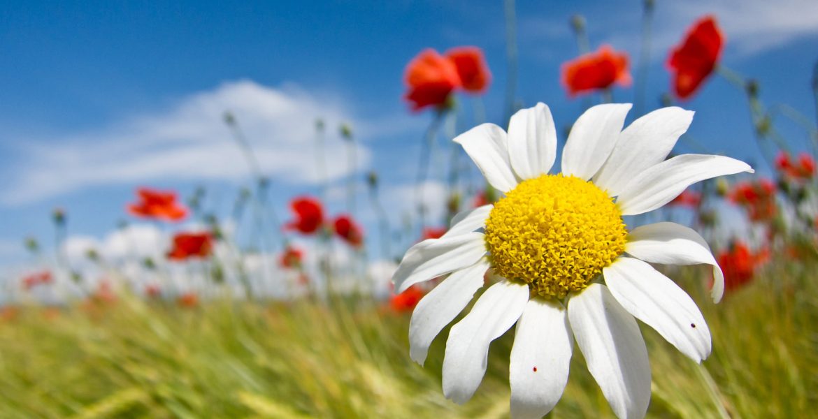 Margarita blanca en primer plano con fondo de amapolas rojas bajo el cielo azul, representando pureza, renovación y energía positiva en septiembre.