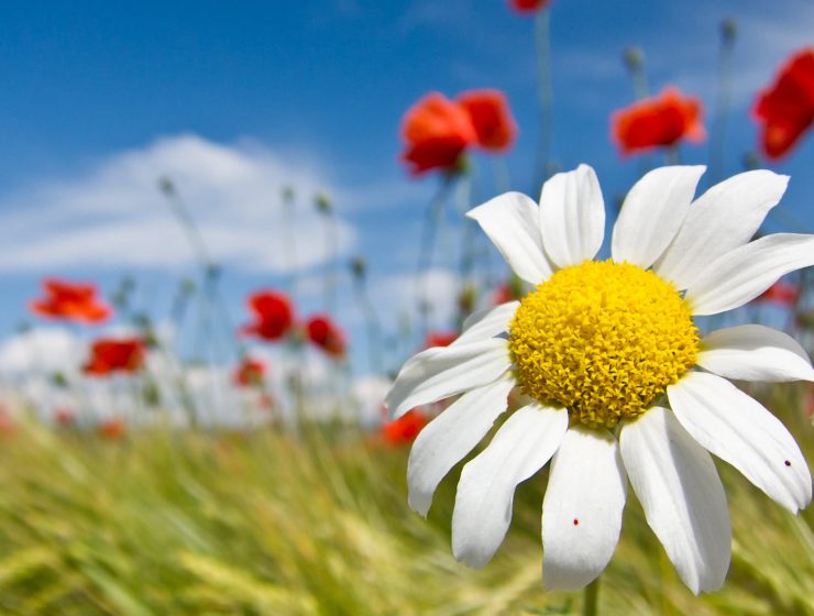 Margarita blanca en primer plano con fondo de amapolas rojas bajo el cielo azul, representando pureza, renovación y energía positiva en septiembre.