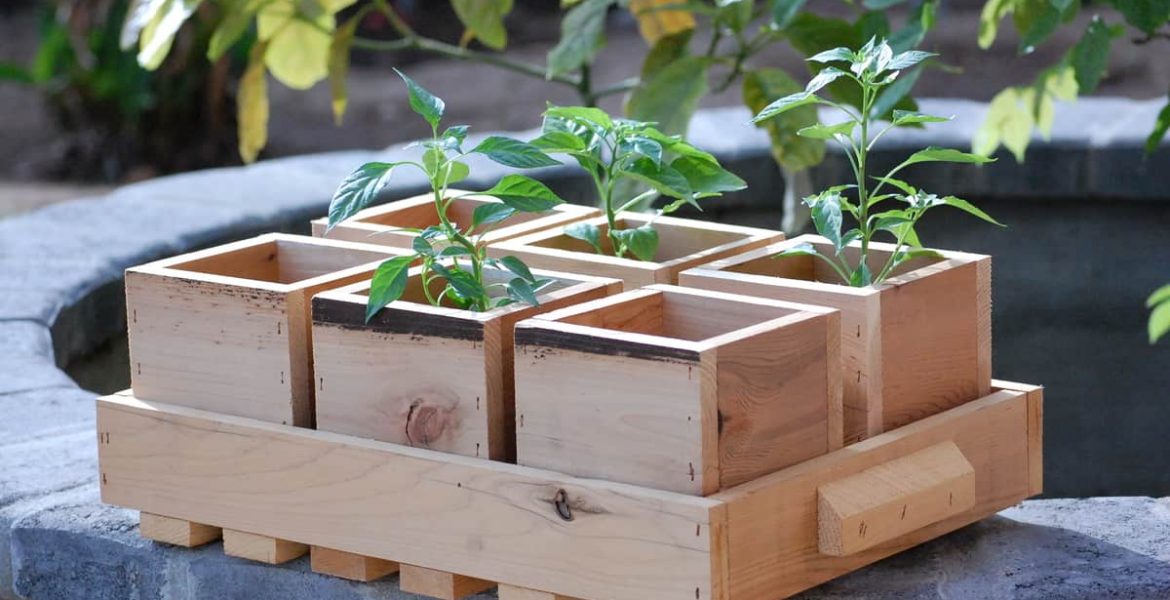 Huerto casero: alimentos que se pueden cultivar en casa