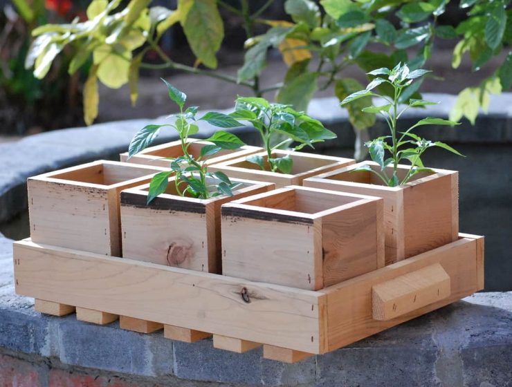 Huerto casero: alimentos que se pueden cultivar en casa