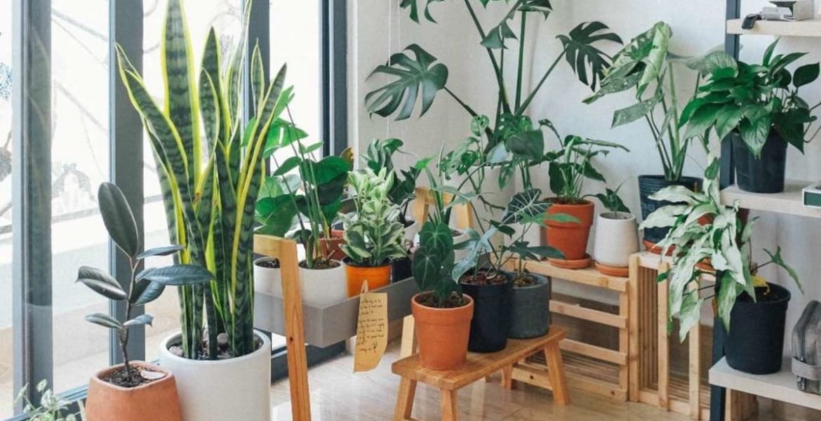 plantas que purifican el hogar
