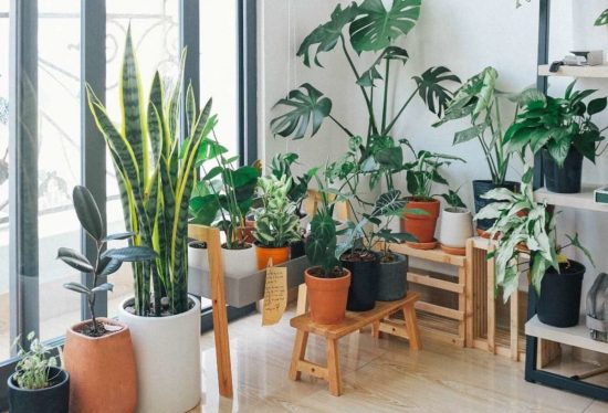 El Secreto para Plantas Exuberantes Colección de plantas de interior saludables como una Monstera y una Sansevieria, que muestran el resultado de una fertilización adecuada.
