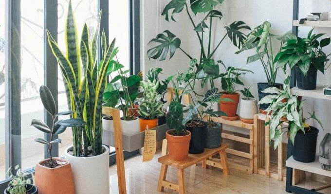 plantas que purifican el hogar