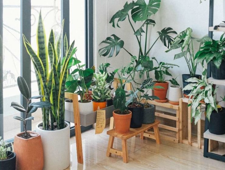 plantas que purifican el hogar
