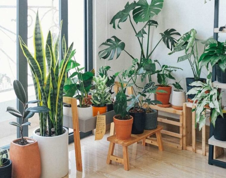 plantas que purifican el hogar