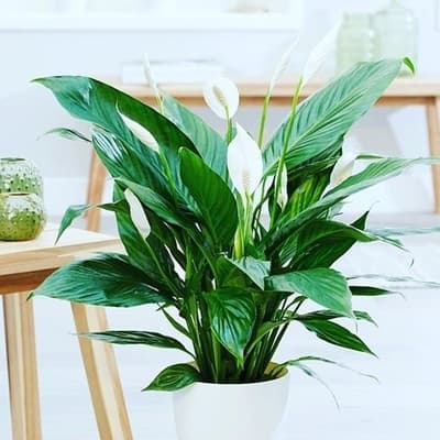 Espatifilo o Spathiphyllum Wallasii